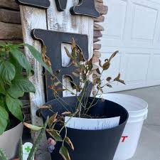 Image result for Vaccinium madagascariense