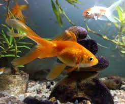 How big do goldfish actually get? Goldfish Wikipedia