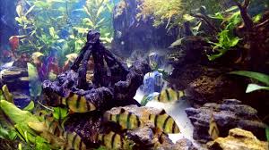 We did not find results for: Diy Shipwreck For Aquarium Decoration Youtube