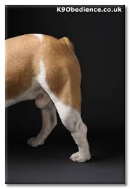 With purebred dogs, tail docking is done to suffice the standards for the breed as established by an organization like the american kennel club. Dog Tail Docking Issues And Health Implications Of Docking Whether On A Boxer Or A Puppy