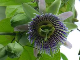 Image result for Passiflora ligularis