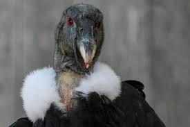 Algunos juegos tradicionales de la costa son: Animales De Ecuador Por Regiones