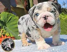 The english bulldog is a very popular breed with a wonderful temperament. Shrinkabulls Shrinkabulls