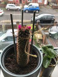 They are very waterwise and some can be after your cactus pads start to form a good root system and the roots are in the ground and covered remember, you can pick up some of these color blooming opuntias from waterwise botanicals and. Any Tips On How To Keep My Cactus Growing Upwards Rather Than Falling Out Of The Pot At The Minute His Straight Jacket Is Working But When I Take It Off After