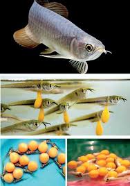 Sri Lanka Breeds Arowana Lucky Fish Successfully In
