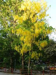 Cassia Fistula Country Cottage Garden Waterwise Garden Cottage Garden