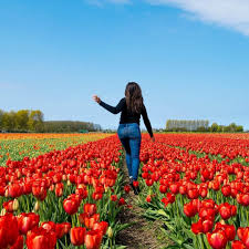 Only buy tulip bulbs at the amsterdam floating flower market right after summer and plant them in october or november. How To See The Tulip Fields Near Amsterdam For Free By A Local Day Trips From Amsterdam Travel Fun Tulip Fields