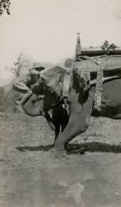 Tiger Hunting in India 1924 | National ...