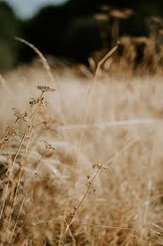 Photography Design Visual Nature Photography Photography Photography Design Brown aesthetic aesthetic colors aesthetic pictures night aesthetic aesthetic backgrounds aesthetic wallpapers images esthetiques brown wallpaper brown aesthetic | tumblr. pinterest