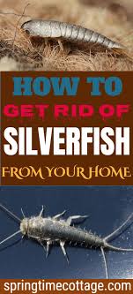 How To Get Rid Of Silverfish From Your Home Get Rid Of Silverfish Cheap Diy Diy Hanging