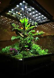 The Lighting Looks So Natural With The Led Arrays Idees Terrariums Jardin Permaculture Paludarium