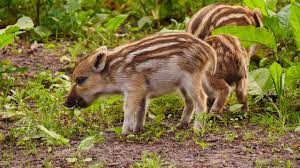 We did not find results for: Piglets Of The Central European Boar Sus Scrofa Scrofa Frischlinge Vom Europaischen Wildschwein Youtube