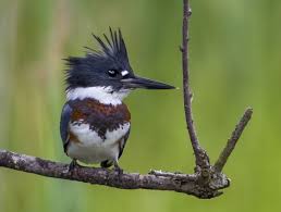 Black Water Bird With White Stripe On Head A Bird With A Long Beak And Spiky Feathers On Its Head Perches On A Tree Branch Beautiful Birds Pet Birds Birds