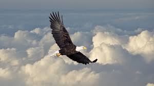 Is any other type of bird photography as challenging? Bird Flight 101 Explaining The Mysteries Of Airflow The Bird S Wing