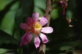 Image result for Tristachya superba