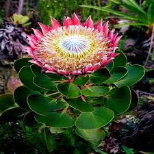 Image result for Protea enervis