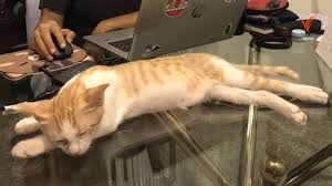 Popcat เกมมีมคลิกรูปแมวอ้าปากที่กดจนแทบนิ้วล็อกทั้งโซเชียล สิงหาคม 15, 2021 admin01 à¸—à¸²à¸ªà¹à¸¡à¸§à¸• à¸­à¸‡à¸£à¸°à¸§ à¸‡ à¹‚à¸£à¸„à¸‚ à¹à¸¡à¸§à¸‚ à¸™à¸ªà¸¡à¸­à¸‡ à¹à¸• à¸¡ à¸­à¸²à¸à¸²à¸£à¸—à¸²à¸‡à¸•à¸²