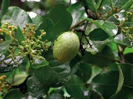 Image result for Beilschmiedia michelsonii