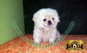 Satilik Pekines Yavru Ilanlari 05412625853