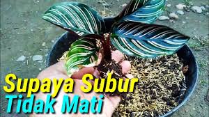 Cara Menanam Bunga Calathea Youtube