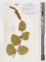 Image result for Polhillides