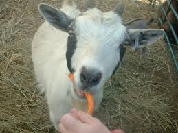 A petting zoo, also called petting farms or children's zoos, features a combination of domestic animals and wild species that are docile enough to touch and feed. Petting Zoos In Central Nj And Beyond