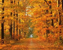 Best 49 Fall Wallpaper On Hipwallpaper Fall Wallpaper Beautiful Waterfall Wallpaper And Cute Fall Wallpaper The great collection of cute fall wallpapers for desktop, laptop and mobiles. hipwallpaper fall wallpaper