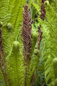 Image result for Trichopteryx fruticulosa