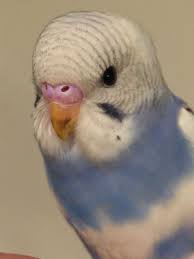 beautiful baby budgie in 2021 budgies baby budgies parakeet