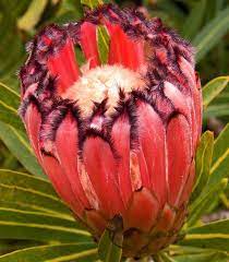 Protea Aka Pink Mink Protea Art Flowers Nature Flower Painting