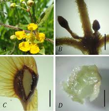 Image result for Janusia