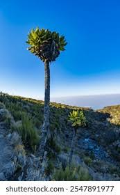 Image result for Dendrosenecio