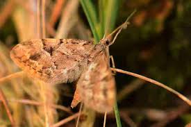 Image result for Eupithecia lanceata