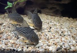 Semakin hari peminat ikan hias semakin tinggi terutama sejak … 10 Jenis Ikan Hias Kecil Tercantik Buat Kamu Yang Mempunyai Aquarium Mini