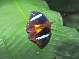 Image result for Nesaea polycephala