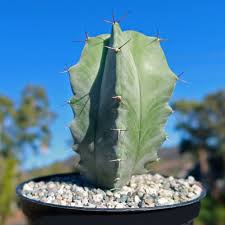 Image result for Pycreus sanguinolentus