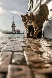 Fotograf Yasar Koc A Aittir Cats Animals Beautiful Cats