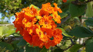 Maybe you would like to learn more about one of these? Want To Bring Birds To You Yard These Trees Will Help