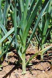 Poireaux Semis Culture Et Recolte Au Potager Jardin Potager Jardinage Potager Potager