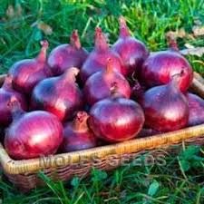 These are red onions with a deep red colour and a great flavour. Onion Red Baron Sets Allium Cepa