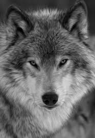 Pin De Emine Gokce En Kurt Fotos Lobos Animales Salvajes