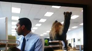 Search, discover and share your favorite hump day camel gifs. Mike Mike Mike Mike Mike Mike Every Day Is Hump Day Youtube