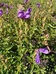Image result for Penstemon