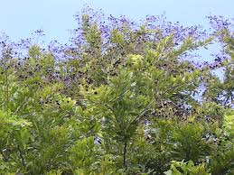 Image result for Dialium