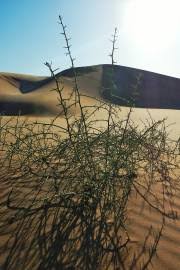 Image result for Cucumis ficifolius