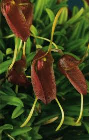 Image result for Tridactyle tridactylites