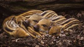 Cuddle Party