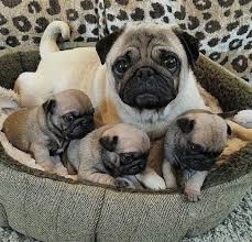 Pug Family Baby Pugs Cute Baby Animals Cute Pugs