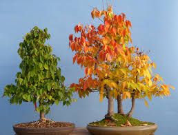 In diesem film (mit deutschen untertiteln) zeigen wir ihnen, wie man einen bonsai aus einer preiswerten gartencenterpflanze gestalten kann. Learning To Read Bonsai Kaizen Bonsai Blog