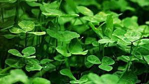 Check spelling or type a new query. Encouraging Clover In Your Lawn My Green Montgomery My Green Montgomery